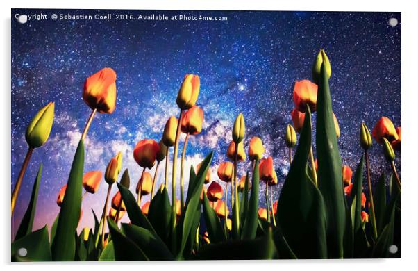 Tulips at night Acrylic by Sebastien Coell