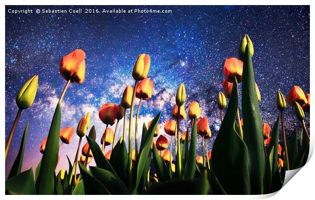 Tulips at night Print by Sebastien Coell