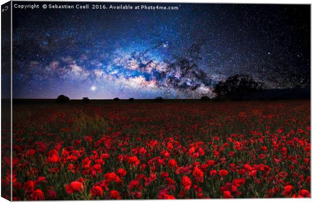 Poppies at night Canvas Print by Sebastien Coell