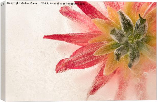 Flower in Ice Canvas Print by Ann Garrett