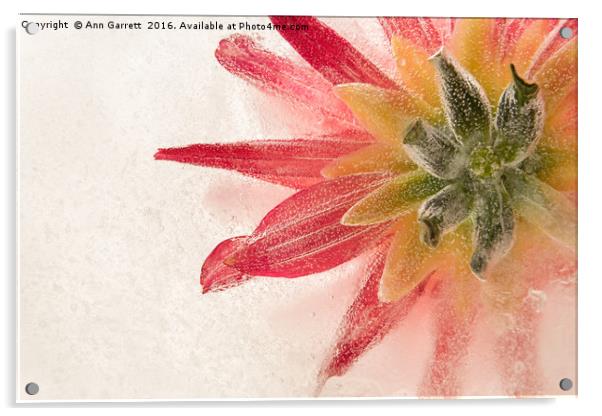 Flower in Ice Acrylic by Ann Garrett