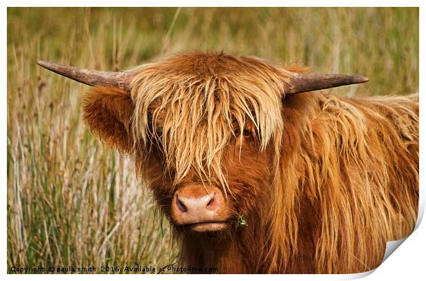 Highland Cow Print by paula smith