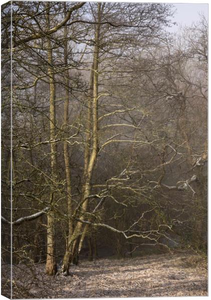 Frosted Alder trees Canvas Print by Andrew Kearton