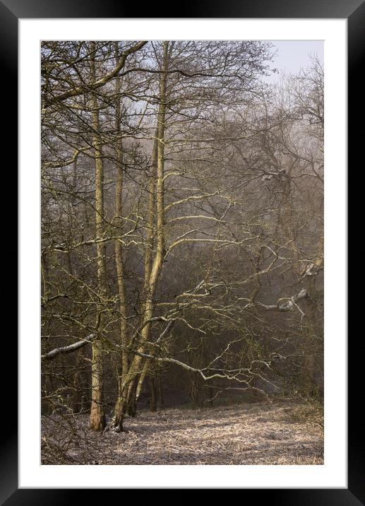 Frosted Alder trees Framed Mounted Print by Andrew Kearton