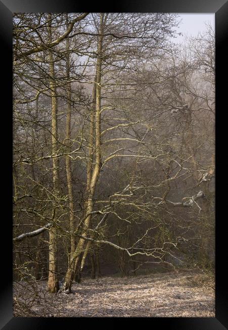 Frosted Alder trees Framed Print by Andrew Kearton