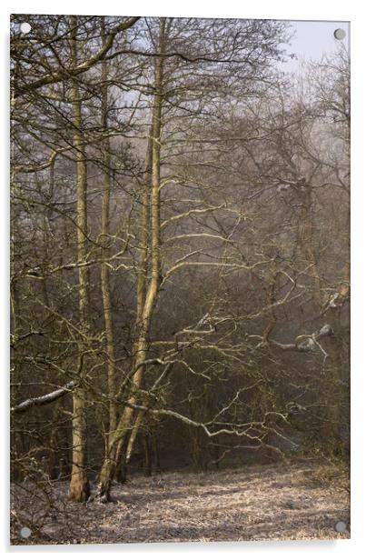 Frosted Alder trees Acrylic by Andrew Kearton