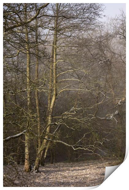 Frosted Alder trees Print by Andrew Kearton