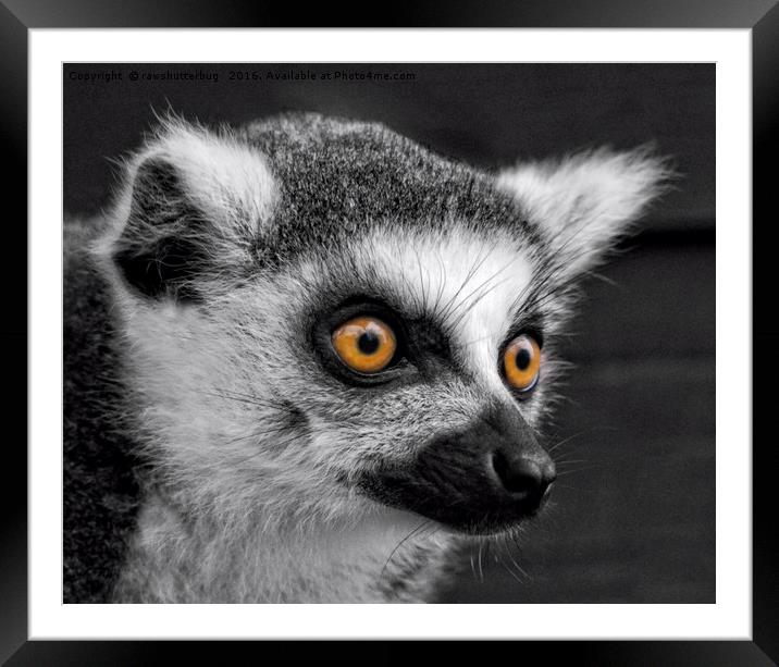 Ring-Tailed Lemur Framed Mounted Print by rawshutterbug 
