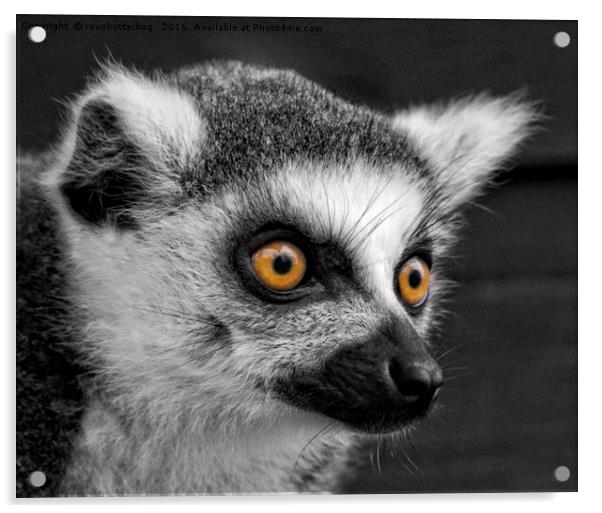 Ring-Tailed Lemur Acrylic by rawshutterbug 