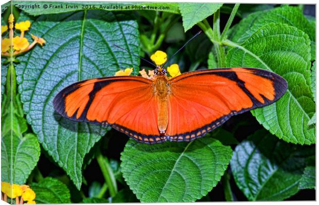 Caroni Flambeau (or Flame) butterfly Canvas Print by Frank Irwin