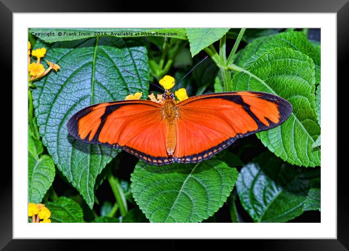Caroni Flambeau (or Flame) butterfly Framed Mounted Print by Frank Irwin