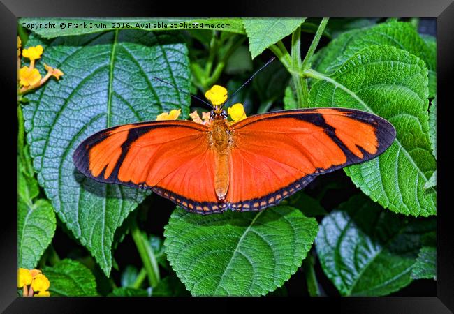 Caroni Flambeau (or Flame) butterfly Framed Print by Frank Irwin