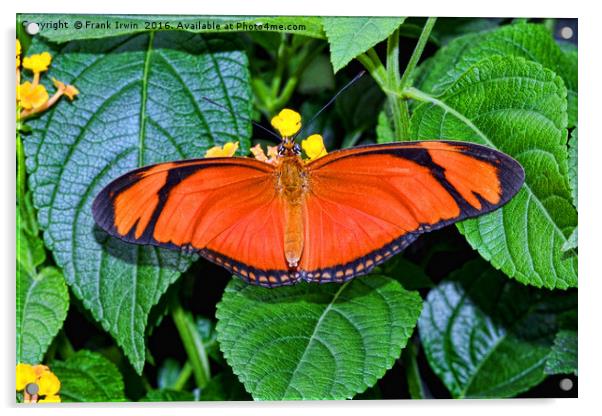 Caroni Flambeau (or Flame) butterfly Acrylic by Frank Irwin