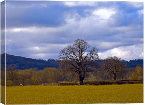 old tree at whitney on wye. Canvas Print by paul ratcliffe