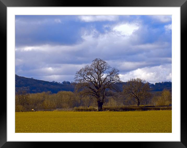old tree at whitney on wye. Framed Mounted Print by paul ratcliffe