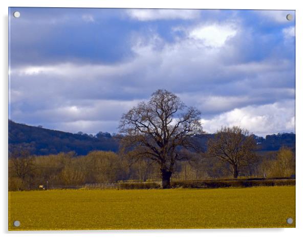 old tree at whitney on wye. Acrylic by paul ratcliffe