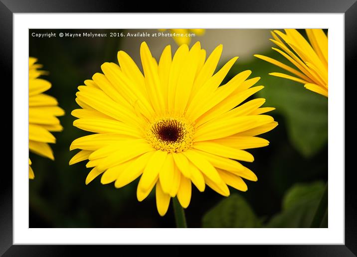 Bright Yellow Daisy Framed Mounted Print by Wayne Molyneux