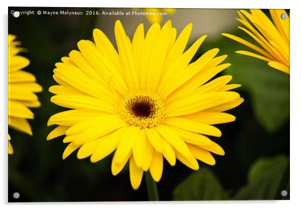 Bright Yellow Daisy Acrylic by Wayne Molyneux