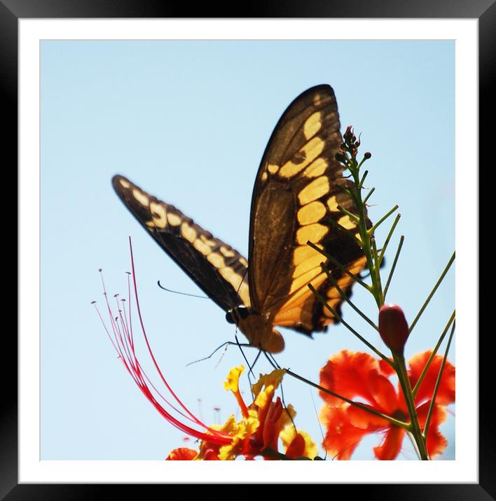 Colorful Moth Framed Mounted Print by james balzano, jr.
