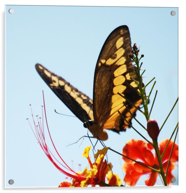 Colorful Moth Acrylic by james balzano, jr.