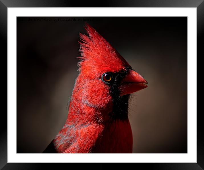 Male Northern Cardinal Portrait Framed Mounted Print by Paul Mays