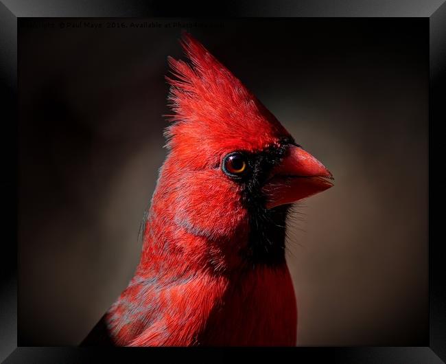 Male Northern Cardinal Portrait Framed Print by Paul Mays