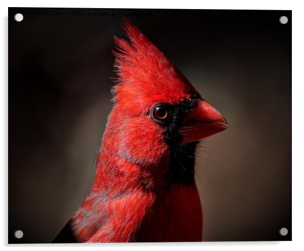 Male Northern Cardinal Portrait Acrylic by Paul Mays