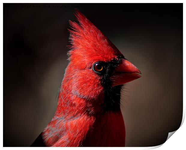 Male Northern Cardinal Portrait Print by Paul Mays