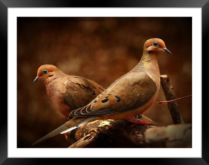 Mourning Doves Framed Mounted Print by Paul Mays