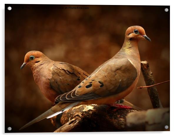Mourning Doves Acrylic by Paul Mays