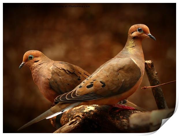 Mourning Doves Print by Paul Mays