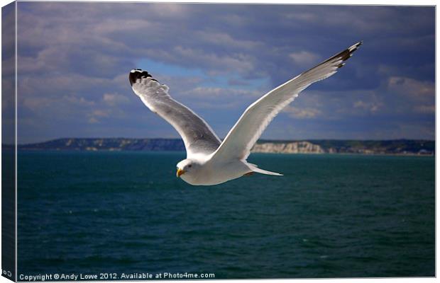 BRITISH SEAGULL Canvas Print by Gypsyofthesky Photography