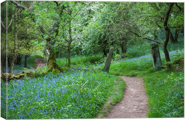 Bluebells beside the Dane valley way Canvas Print by Andrew Kearton