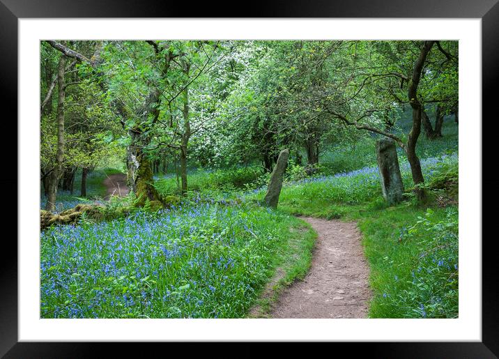 Bluebells beside the Dane valley way Framed Mounted Print by Andrew Kearton