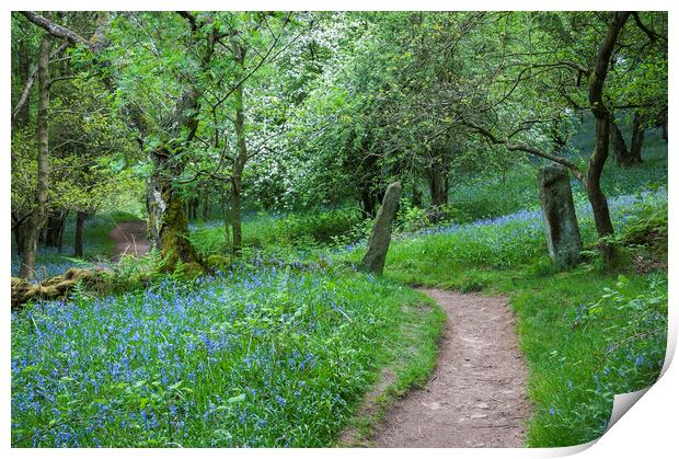 Bluebells beside the Dane valley way Print by Andrew Kearton