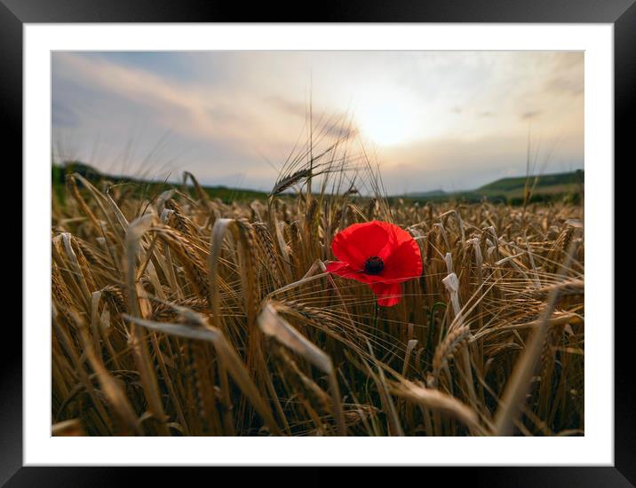 Red poppy  Framed Mounted Print by Shaun Jacobs