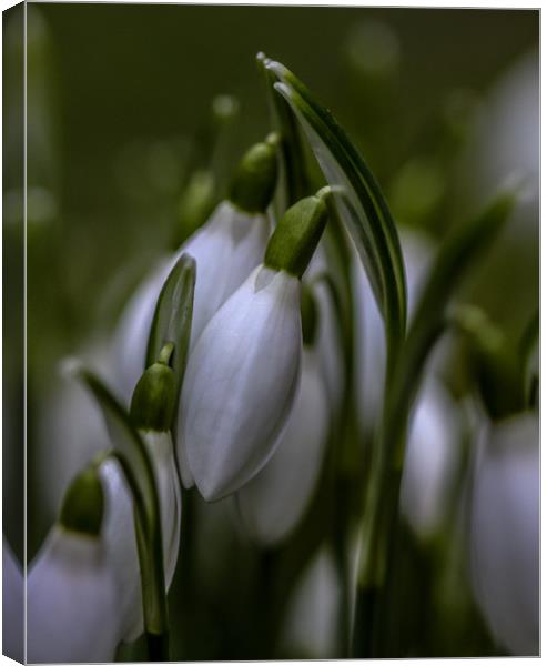 Snowdrops.  Canvas Print by Pauline MacFarlane