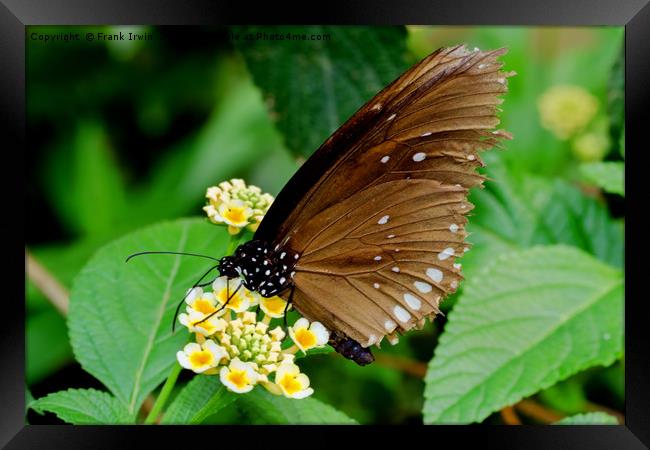The Oriental Great Eggfly Framed Print by Frank Irwin
