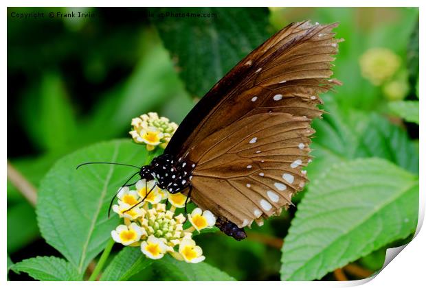 The Oriental Great Eggfly Print by Frank Irwin