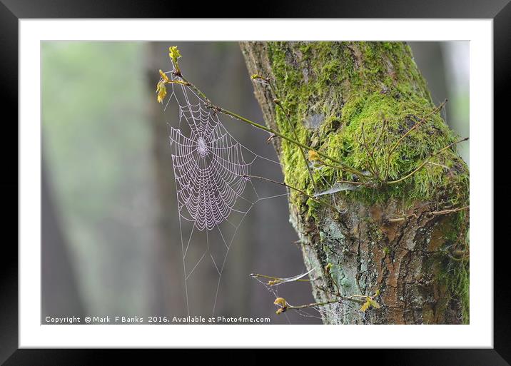 Spider web and moss on tree. Framed Mounted Print by Mark  F Banks