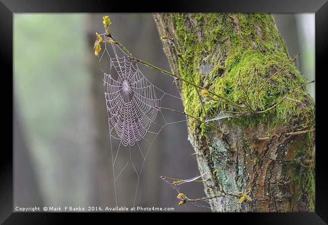 Spider web and moss on tree. Framed Print by Mark  F Banks