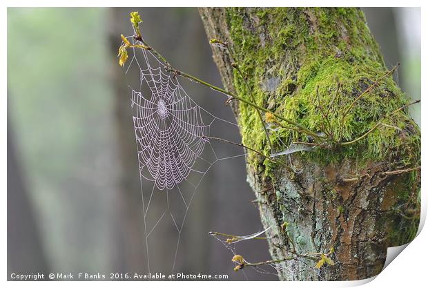 Spider web and moss on tree. Print by Mark  F Banks
