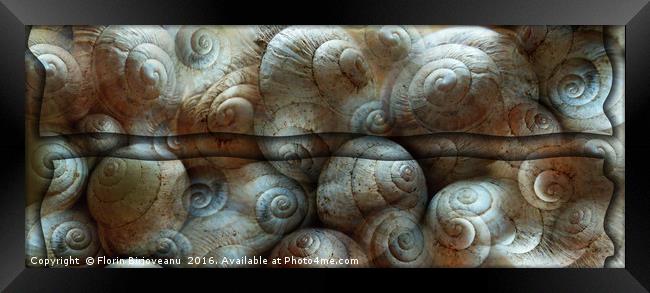 Trimmed Snails Framed Print by Florin Birjoveanu