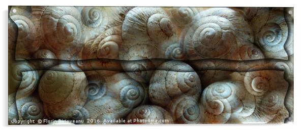 Trimmed Snails Acrylic by Florin Birjoveanu