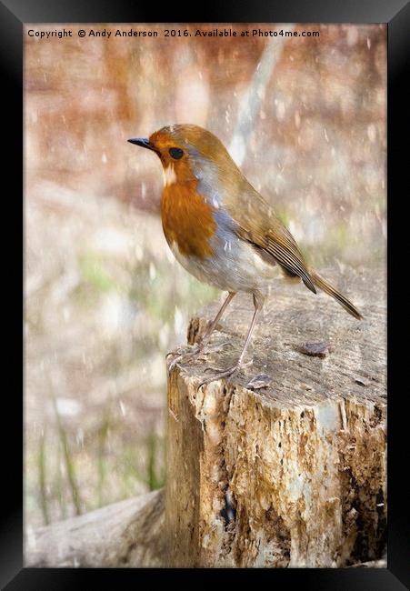 Winter Robin Framed Print by Andy Anderson