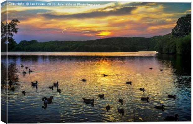 Sunset Over Black Swan Lake Canvas Print by Ian Lewis