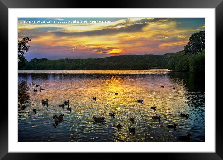 Sunset Over Black Swan Lake Framed Mounted Print by Ian Lewis
