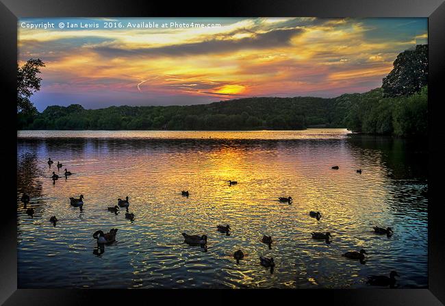 Sunset Over Black Swan Lake Framed Print by Ian Lewis