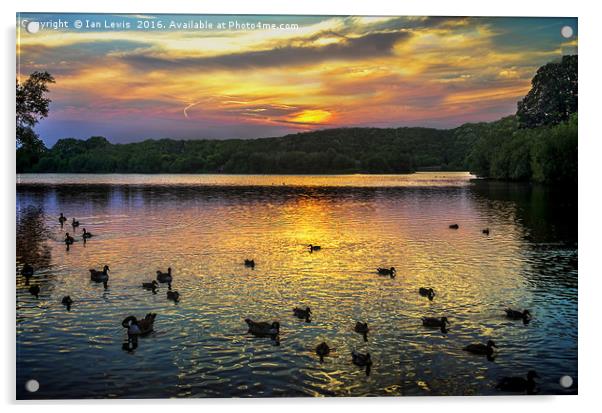 Sunset Over Black Swan Lake Acrylic by Ian Lewis