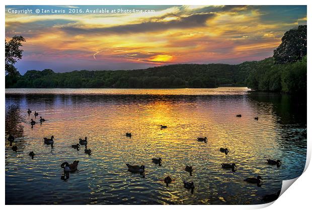 Sunset Over Black Swan Lake Print by Ian Lewis